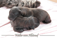 D-Wurf-Woche-1-Bild-3