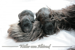 D-Wurf-Woche-1-Bild-5