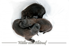 D-Wurf-Woche-1-Bild-6