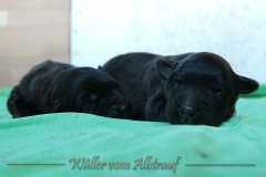 D-Wurf-Woche-1-Bild-7