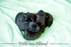 D-Wurf-Woche-1-Bild-8