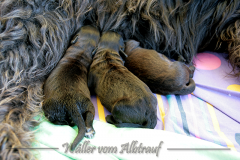 D-Wurf-Woche-1-Bild-9
