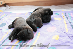 D-Wurf-Woche-2-Bild-3