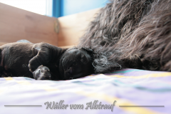 D-Wurf-Woche-2-Bild-4