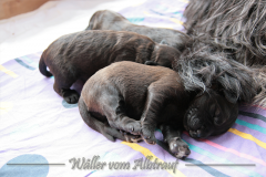 D-Wurf-Woche-2-Bild-5