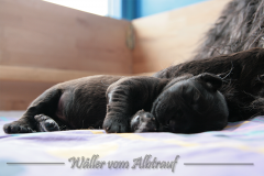 D-Wurf-Woche-2-Bild-6