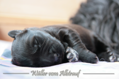 D-Wurf-Woche-2-Bild-7