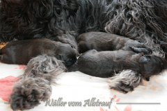 D-Wurf-Woche-2-Bild-8