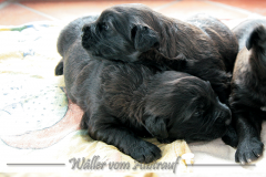 D-Wurf-Woche-3-Bild-1