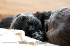 D-Wurf-Woche-3-Bild-11