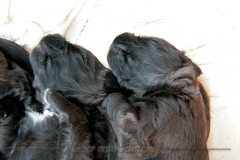 D-Wurf-Woche-3-Bild-3