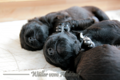 D-Wurf-Woche-3-Bild-5