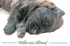 D-Wurf-Woche-3-Bild-6