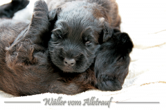 D-Wurf-Woche-3-Bild-7