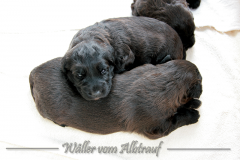 D-Wurf-Woche-3-Bild-9