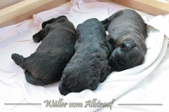 D-Wurf-Woche-4-Bild-1