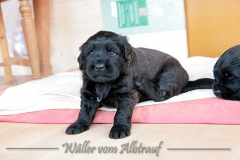 D-Wurf-Woche-4-Bild-16