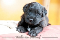 D-Wurf-Woche-4-Bild-17