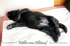 D-Wurf-Woche-4-Bild-19