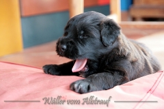 D-Wurf-Woche-4-Bild-22