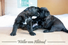 D-Wurf-Woche-4-Bild-23