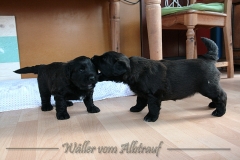 D-Wurf-Woche-4-Bild-24