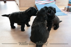 D-Wurf-Woche-4-Bild-25