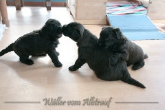 D-Wurf-Woche-4-Bild-26