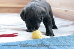 D-Wurf-Woche-4-Bild-27