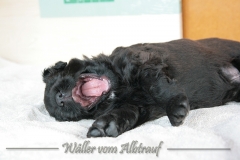 D-Wurf-Woche-4-Bild-28