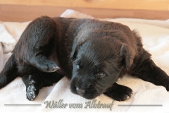 D-Wurf-Woche-4-Bild-3