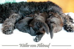 D-Wurf-woche-5-Bild-1