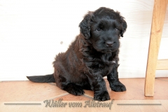 D-Wurf-woche-5-Bild-10