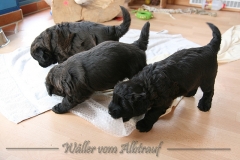 D-Wurf-woche-5-Bild-11