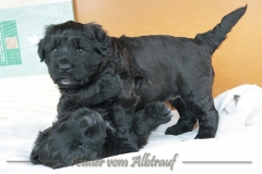 D-Wurf-woche-5-Bild-12