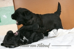 D-Wurf-woche-5-Bild-13