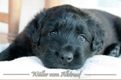 D-Wurf-woche-5-Bild-3