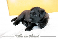 D-Wurf-woche-5-Bild-4
