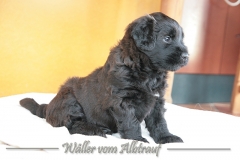 D-Wurf-woche-5-Bild-6