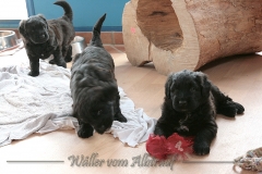D-Wurf-woche-5-Bild-8