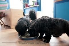D-Wurf-Woche-6-Bild-10