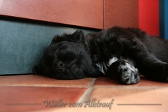 D-Wurf-Woche-6-Bild-11