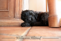 D-Wurf-Woche-6-Bild-12