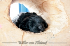 D-Wurf-Woche-6-Bild-15