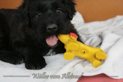 D-Wurf-Woche-6-Bild-16
