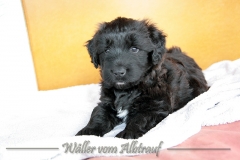 D-Wurf-Woche-6-Bild-2