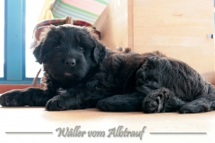 D-Wurf-Woche-6-Bild-6