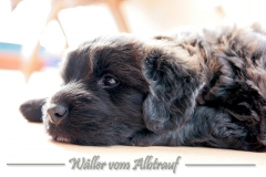 D-Wurf-Woche-6-Bild-7