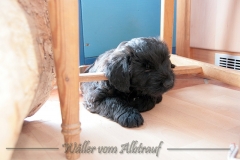 D-Wurf-Woche-7-Bild-10