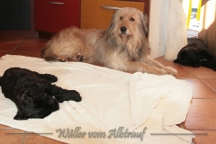 D-Wurf-Woche-7-Bild-11